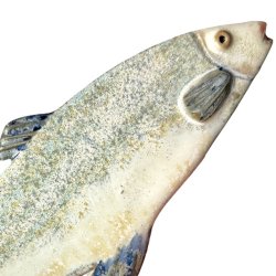 Lkker sild - keramik fisk til vggen - blgrn