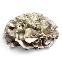 Koral - keramik relief - �27